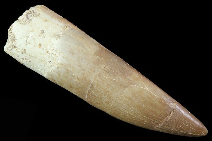 Fossil Plesiosaur (Zarafasaura) Tooth - Morocco #81916